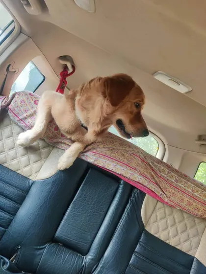 Should I look forward or backward? This golden retriever is making the most of the space on his double bed.