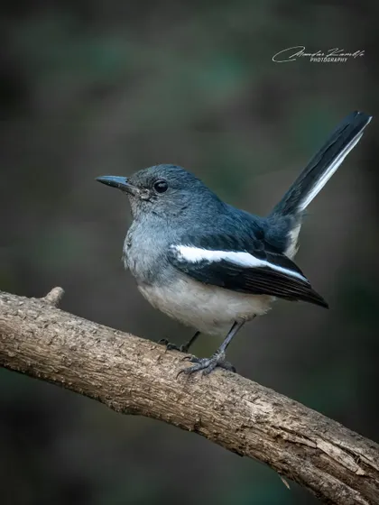A female Oriental Magpie-Robin on a branch. The soft, diffused light is perfect for bringing out the subtle details in her grey plumage.
