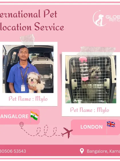 Mylo, a fluffy Shih Tzu, is pictured here with our team member in Bangalore before his flight to London. We provide constant care from the moment we pick up your pet.