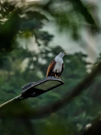 A Brahminy Kite perches on a street lamp, an example of wildlife adapting to urban environments.