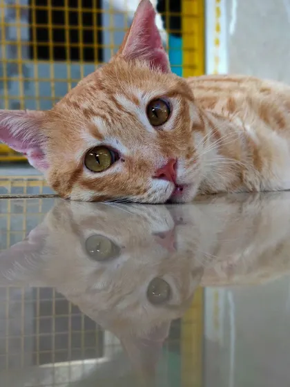 A moment of quiet reflection. This beautiful ginger cat, captured by a talented volunteer, reminds us of the serene beauty of the animals in our care. Each one is a unique soul waiting for their story to begin.