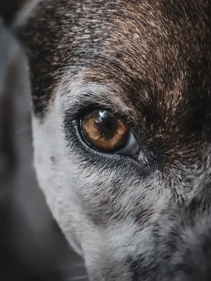 The eyes tell the whole story. This extreme close-up of an Indie's eye reveals incredible detail, color, and emotion, turning a simple portrait into a piece of art.
