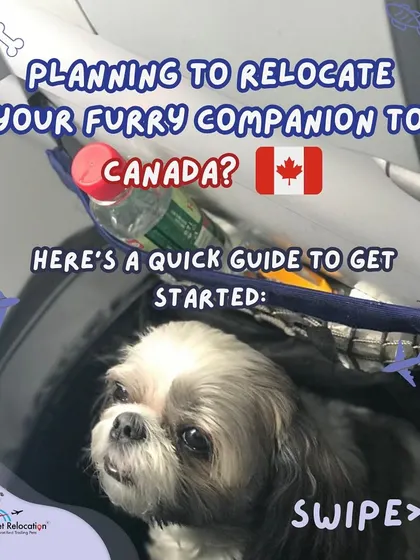 Planning to relocate your furry companion to Canada? This guide will help you get started with the essential requirements for a smooth and successful move.