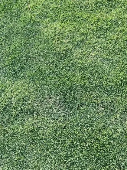 The rich texture of my natural lawn grass. It's grown to be resilient and beautiful.