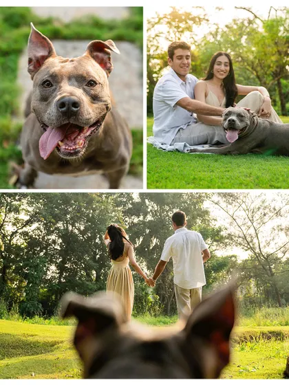 Your engagement is your story, and your pet is a main character. For this couple's shoot with their beautiful Pitbull, Millie, we created a relaxed outdoor session that was all about their connection. The result was a series of authentic moments that were even better than their Pinterest board.