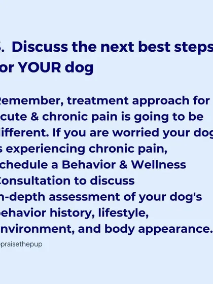 Every dog is different. We'll discuss the next best steps for your dog's specific situation, whether it's acute or chronic pain.