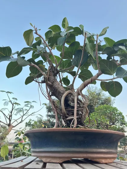 A majestic Banyan bonsai with its characteristic aerial roots beginning to form. This tree is a miniature representation of India's national tree, symbolizing strength and longevity.
