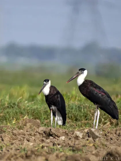 A Woolly-necked Stork couple sunbathing on a Sunday morning, a quiet moment of togetherness.