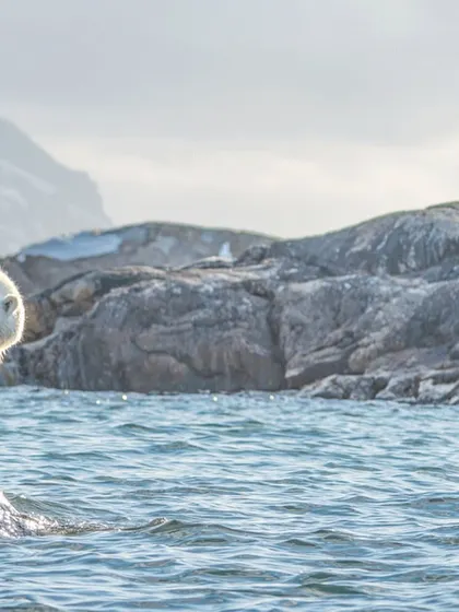A moment of quiet observation in the vast, beautiful Arctic.