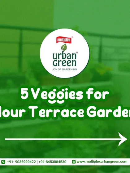 This is the title card for our series on 5 easy-to-grow vegetables for your terrace garden. We believe in educating our customers to help them succeed in their gardening journey.