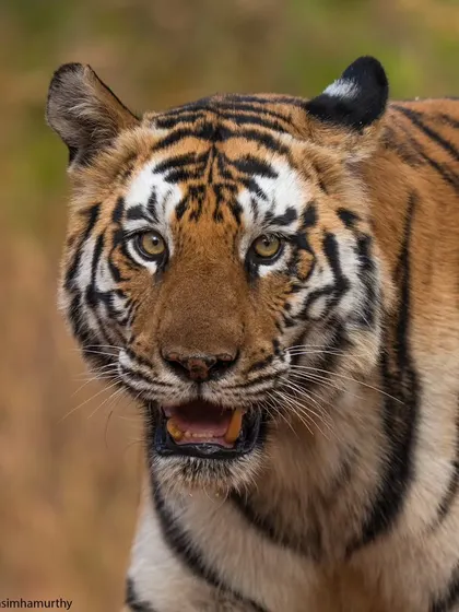 A close-up portrait of the gorgeous tigress P142 from Panna, captured as she walked straight towards my vehicle.