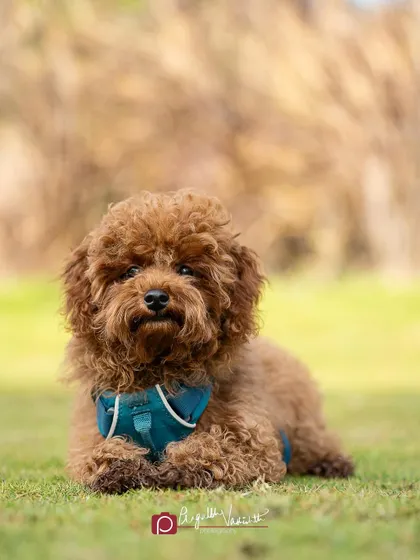 Murphy relaxing in the grass, looking like a fluffy little Ewok. The soft lighting and natural setting are perfect for his teddy bear look.