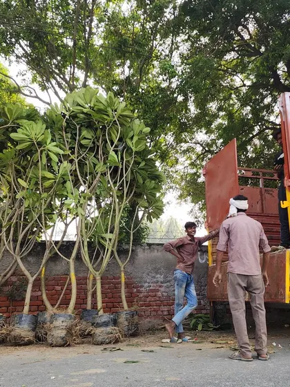 A truck is loaded with our tall Plumeria Alba trees. We supply these beautiful, low-maintenance trees for landscaping projects across India.