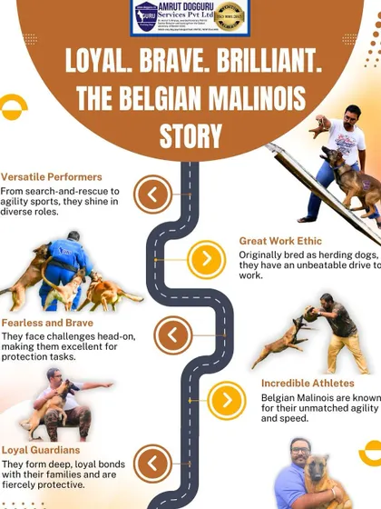 The Belgian Malinois is a story of loyalty, bravery, and brilliance. This infographic highlights their key traits, including their incredible athleticism, fearless nature, and strong work ethic, which make them ideal for protection and service roles.
