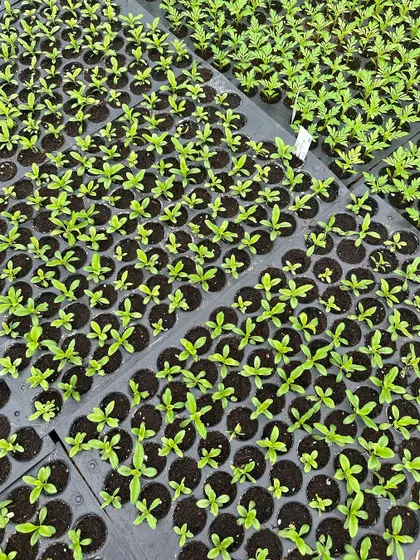 Our Dianthus and Marigold saplings thriving in their propagation trays at the farm. Both thrive in full sun, making them perfect for the Indian climate.