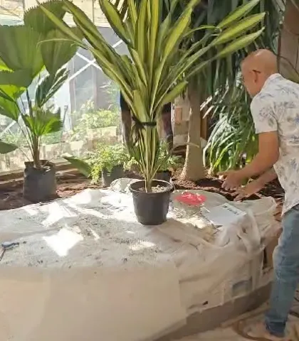 A behind-the-scenes shot of me arranging plants for an indoor window sill garden in a villa, ensuring each plant is perfectly placed for a layered, tropical look.