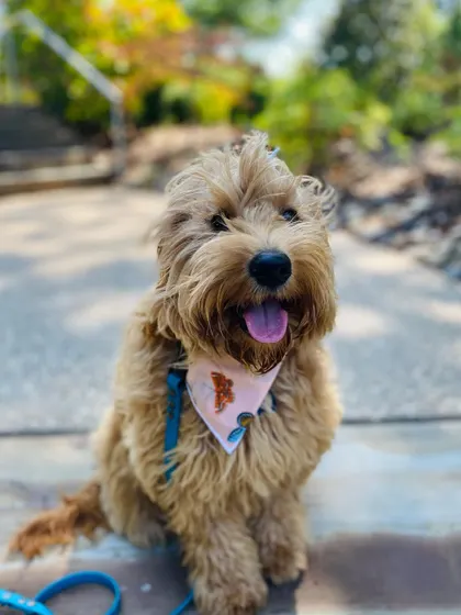 Goldie, a confident graduate, enjoying a walk. She learned that she doesn't need to be possessive over things and can handle new environments with ease.