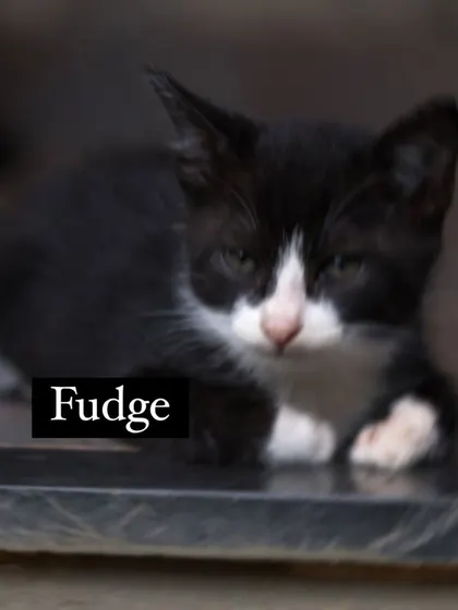 This is Fudge, a sweet-hearted cuddle bug. He and his brother Fluffy are a dynamic duo, perfect for any family looking to adopt a bonded pair of kittens.