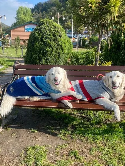 Posing at the famous tulip garden in Srinagar, Kashmir. With a well-behaved dog, many public places become accessible.