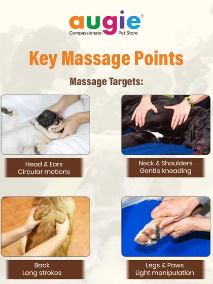 Here are some key massage targets. Use circular motions on the head and ears, gentle kneading on the neck and shoulders, long strokes down the back, and light manipulation of the legs and paws.
