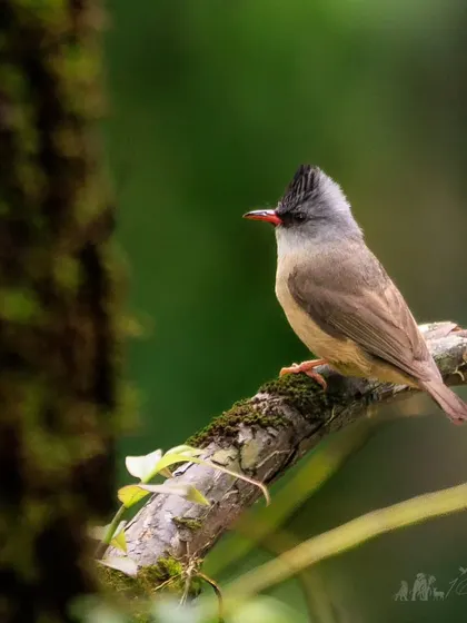 A Black-chinned Yuhina perched on a mossy branch. These small, social birds are a common but always delightful sight on my Himalayan birding tours.