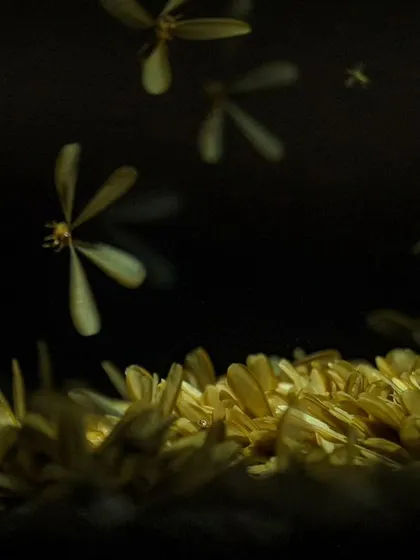 The air is thick with winged termites during their nuptial flight, a phenomenon we document on our monsoon night walks.