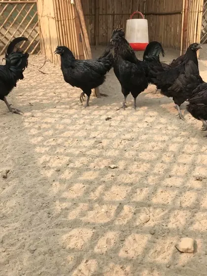 A closer look at our stunning Kadaknath hens. Their all-black appearance makes them one of the most striking breeds you'll see at the farm.