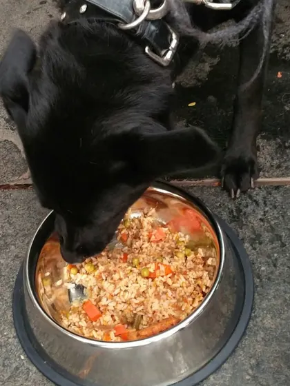 A sleek black Labrador mix enjoying his meal. I served dozens of bowls at this event, and every clean bowl was a victory.