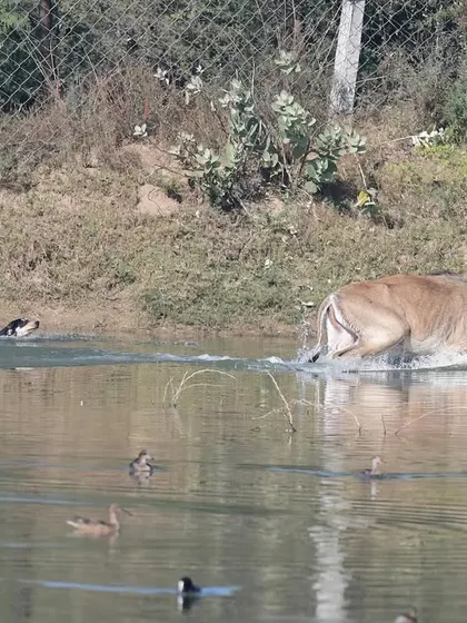 The terrified Nilgai plunges into the water to escape, scattering the waterfowl. The dogs, however, are undeterred and follow her into the wetland.