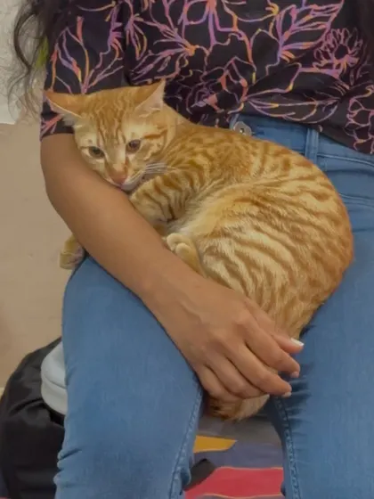 A gorgeous ginger tabby cat relaxes in the arms of a visitor at our cat adoption drive. These events give cats who might be shy in a shelter environment a chance to show their affectionate side.