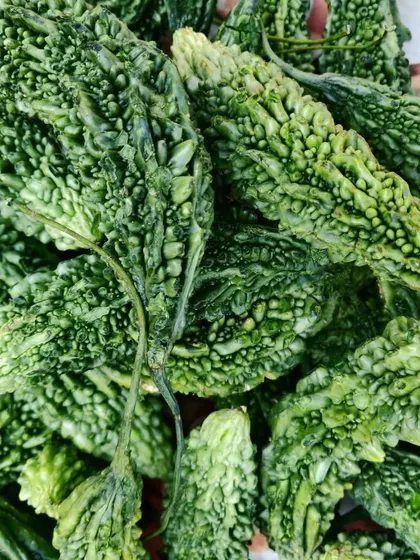 A close-up of fresh karela. I choose the best ones to ensure my pickle has the right texture and flavour.