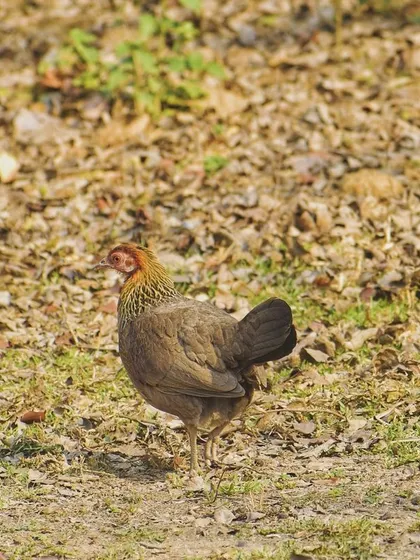 A single junglefowl pauses, allowing for a clear profile shot.