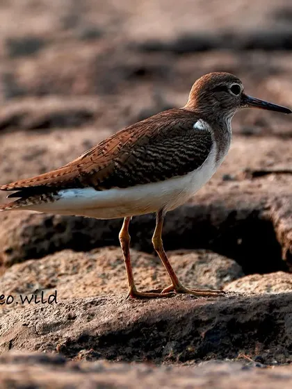 A clearer, brighter shot of the Common Sandpiper. The warm sunlight highlights the intricate brown and white patterns on its feathers as it stands on the rocky shore.