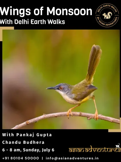 The Ashy Prinia, a common but lively songbird of the grasslands. This poster for our Chandu Budhera walk emphasizes that even common birds have fascinating stories to tell.