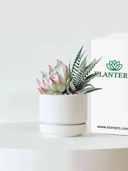 This succulent in a modern white pot with our branded packaging makes for a chic and easy-to-care-for gift. It's a great way to add a touch of greenery to someone's desk or home.