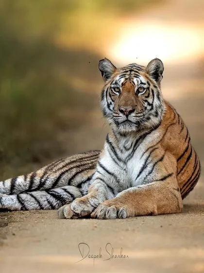 Here, the light catches the powerful muscles and beautiful stripes of Langdi. She is a true matriarch, and this portrait captures her regal and resilient nature.
