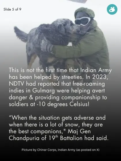 This isn't the first time streeties have helped our army. We share a 2023 report about free-roaming indies in Gulmarg providing companionship to soldiers in -10 degree weather.