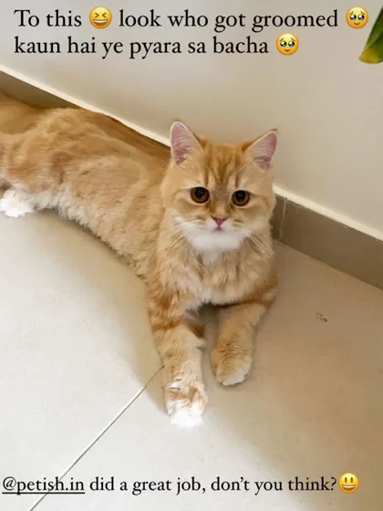 Another look at this lovely cat after a grooming session. I take pride in making my feline clients look and feel their best.