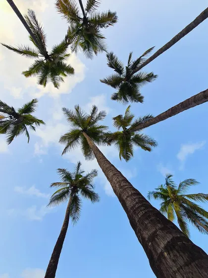 Looking straight up at towering palm trees against a blue sky. This simple yet effective composition, taken on my phone, creates a striking starburst pattern.