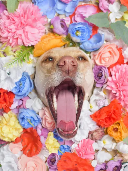 A big yawn or a mighty roar? Either way, Luna looks absolutely fantastic surrounded by this explosion of floral color. These creative portraits are some of my favorites to shoot.