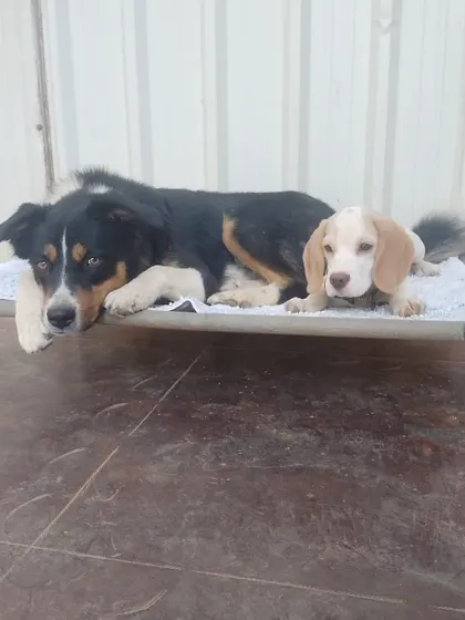 We have a special place in our hearts for puppies. Our older, wiser guests often take on the role of gentle mentors, helping the little ones feel safe, loved, and part of the pack.