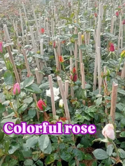 A nursery bed full of colourful rose buds, ready to bloom.