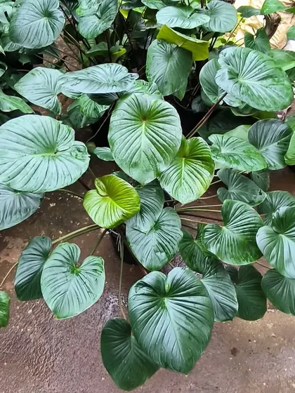 Size does matter. This Homalomena is a full, lush pot of beautiful, heart-shaped leaves, ready to make a statement.