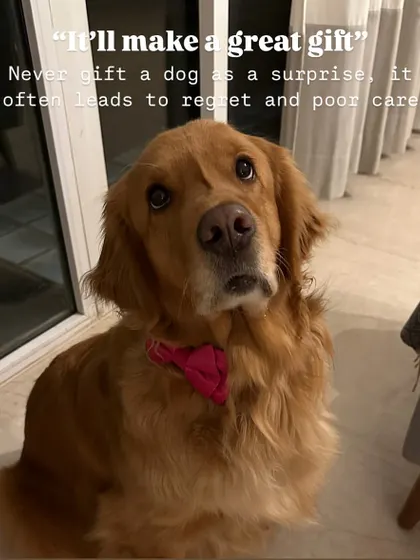 "It'll make a great gift." Never, ever gift a dog as a surprise. This decision requires commitment from the entire household and often leads to regret and poor care.