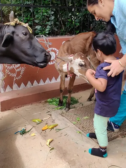 A tender moment between a child and a calf. We create safe opportunities for children to interact with animals, teaching them about gentleness and the needs of other living beings.
