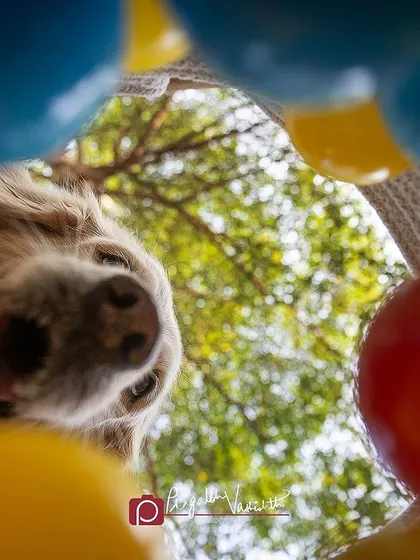 A dog's point of view from inside a bag of balls. I love getting creative with angles to tell a story and show the world from their perspective.