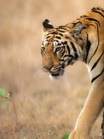 Naintara, a well known tigress from the Tadoba buffer zone, emerges from behind a tree. Her cautious yet confident posture is a story in itself. We track these animals respectfully to capture their natural behavior.