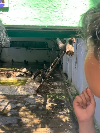 Peeking into one of the aviaries, children quietly observe the rescued birds in their temporary home, learning the importance of providing safe and calm environments for rehabilitation.