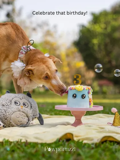 Celebrate that birthday! This shot of Noor about to take a lick of her 3rd Gotcha Day cake is a perfect example of capturing that moment of anticipation and excitement.