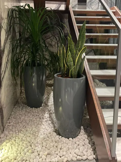 A sleek and modern indoor garden created under a staircase. Tall, glossy planters hold a Dracaena and a Snake Plant, set amidst a bed of white pebbles for a clean, zen-like feel.